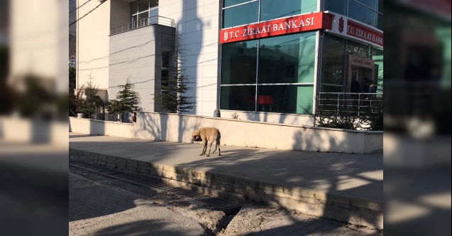 Sokak köpeklerinden Ardanuç halkı tedirgin!