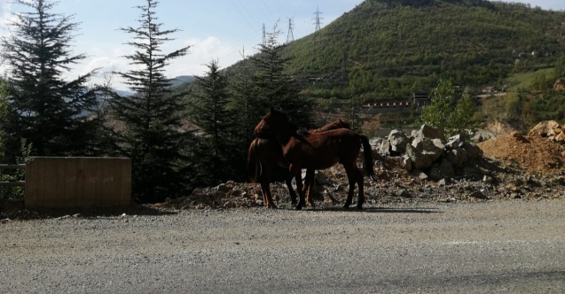 Varyant Yolunda Atlar Özgürlüğün Tadını Çıkarıyordu