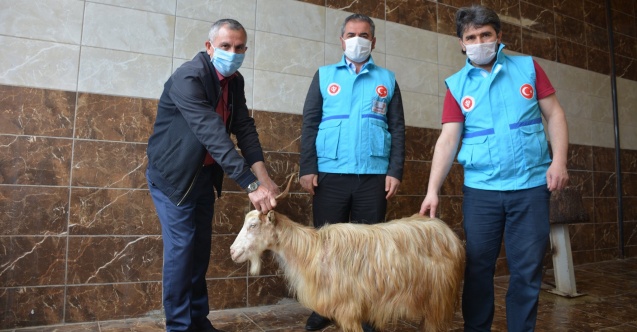Cemaatle Namaz Öncesinde Kurbanlar Kesildi