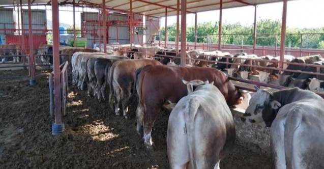 Kurbanlık Hayvanlar Satışa Çıktı