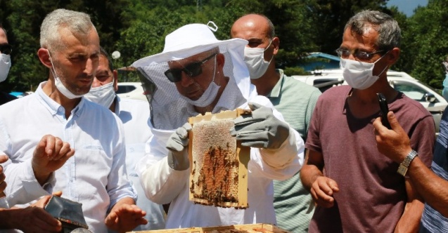 Artvin’de En Tatlı Hasat Başladı