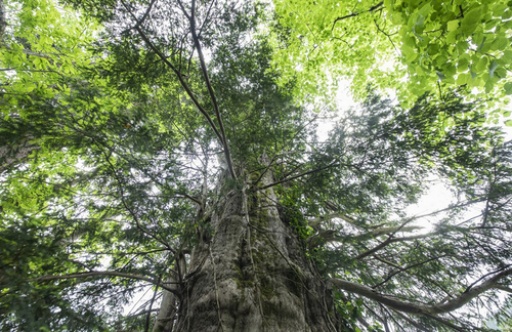 Artvin'de koruma altına alınan 1200 yıllık porsuk ağacı ihtişamıyla göz dolduruyor