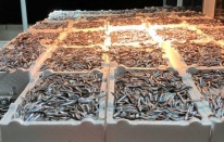 Hopa'da Hamsi Bereketi