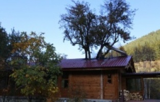 Ağaç sevgisi görenleri şaşkına çeviriyor