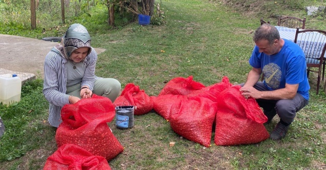 Karadeniz Kardeleni (Galanthus Woronowi) Artvin’in Verimli Topraklarıyla Buluşuyor